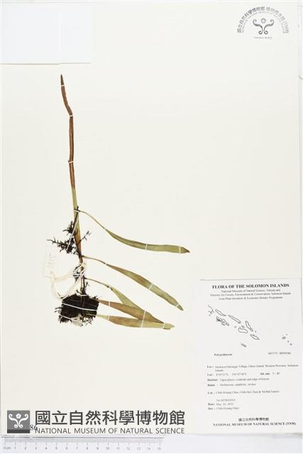 登錄號:BP00586藏品圖，第1張