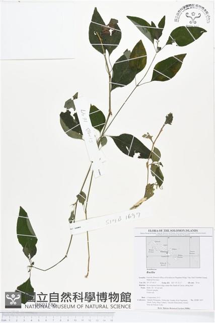 登錄號:BS01586藏品圖，第1張