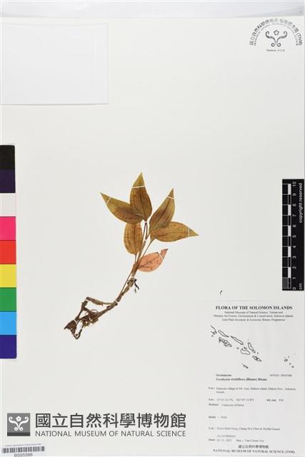 綠花斑葉蘭、鳥喙斑葉蘭藏品圖，第1張