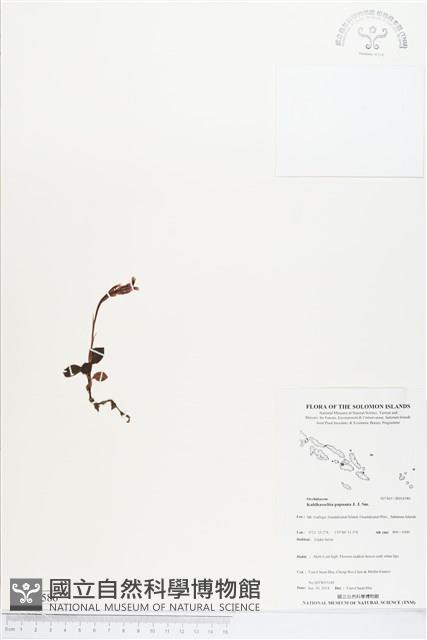 登錄號:BS04586藏品圖，第1張