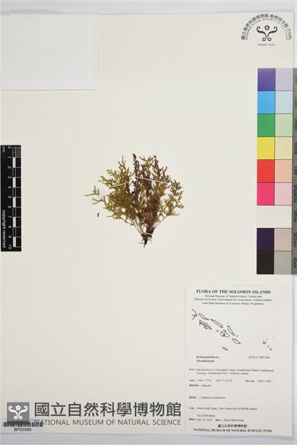 登錄號:BP03586藏品圖，第1張