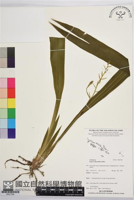 登錄號:BS07586藏品圖，第1張