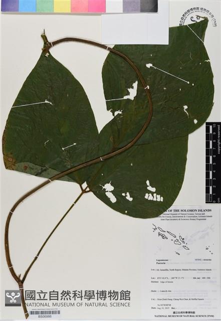 登錄號:BS06986藏品圖，第1張