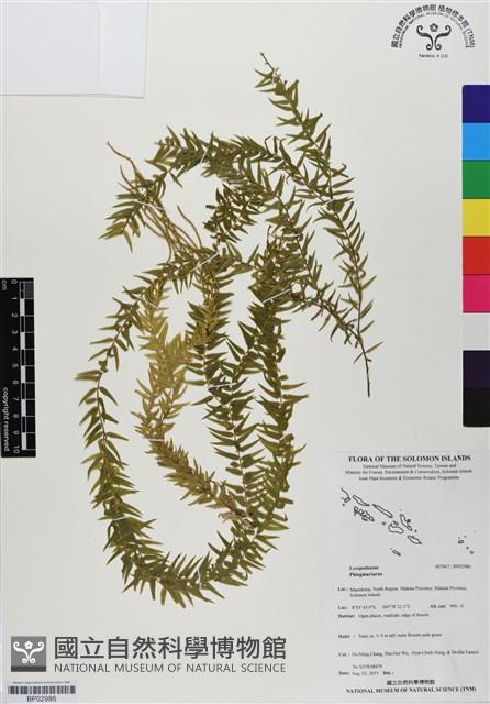 Accession Number:BP02986 Collection Image