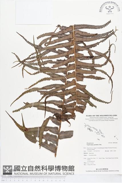 Accession Number:BP00386 Collection Image