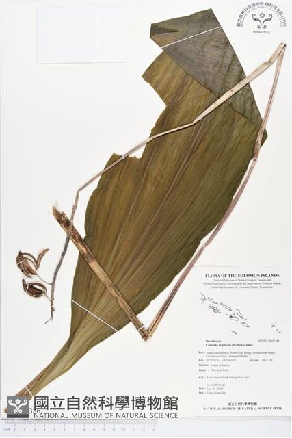 白鶴蘭藏品圖，第1張