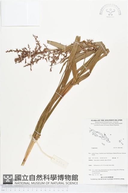 登錄號:BS05386藏品圖，第1張