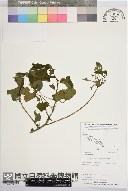 登錄號:BS07386藏品圖，第1張