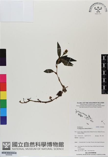 登錄號:BS06896藏品圖，第1張