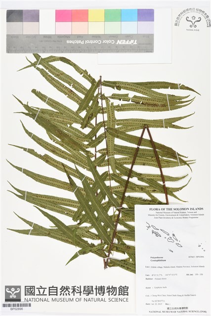 登錄號:BP02896藏品圖，第1張