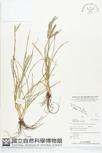 牛筋草藏品圖，第1張