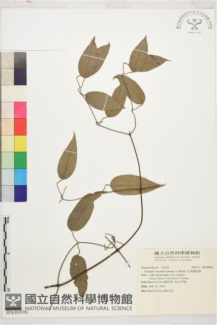 柱果鐵線蓮藏品圖，第1張