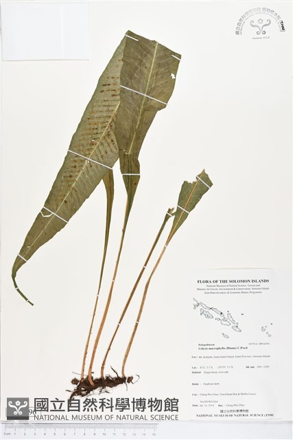 登錄號:BP02096藏品圖，第1張