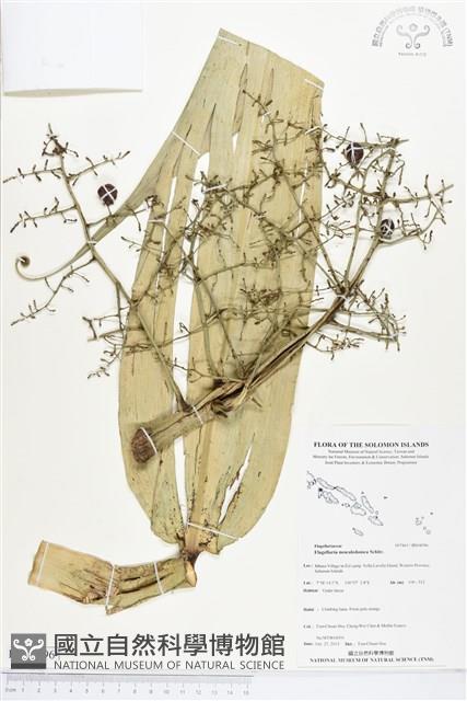 登錄號:BS04096藏品圖，第1張