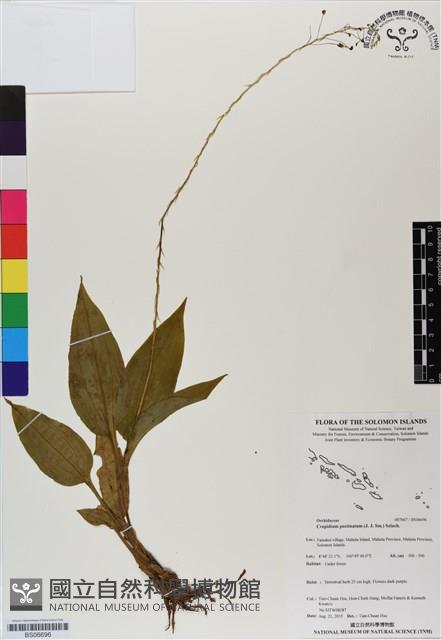 登錄號:BS06696藏品圖，第1張