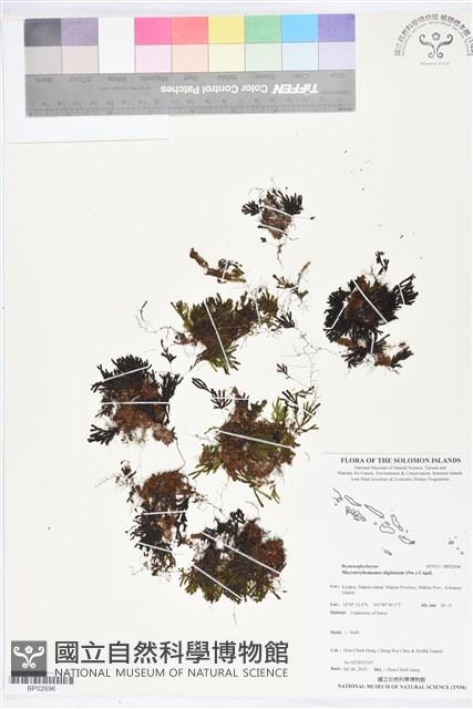 指裂細口團扇蕨藏品圖，第1張