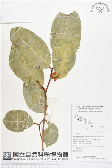 登錄號:BS02696藏品圖，第1張