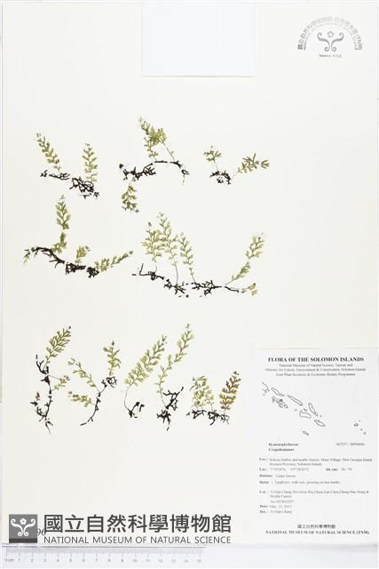 登錄號:BP00696藏品圖，第1張