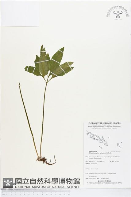 錫蘭七指蕨藏品圖，第1張
