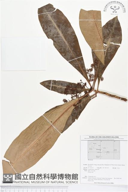 登錄號:BS01696藏品圖，第1張