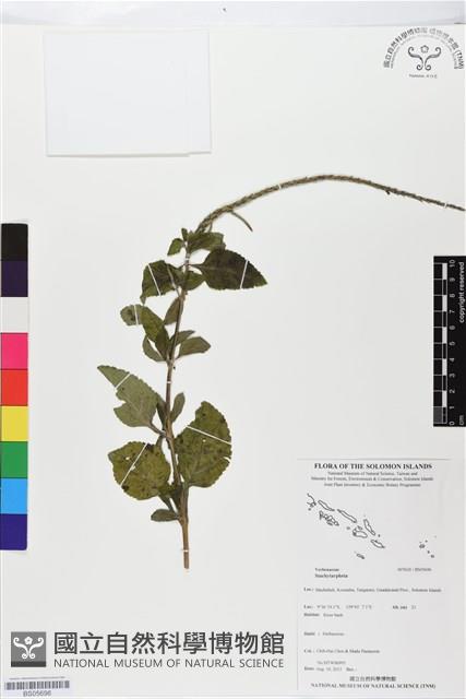 登錄號:BS05696藏品圖，第1張