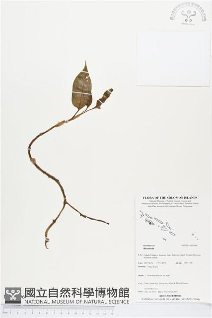 登錄號:BS03696藏品圖，第1張