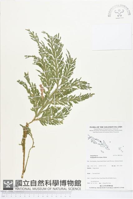 登錄號:BP02196藏品圖，第1張