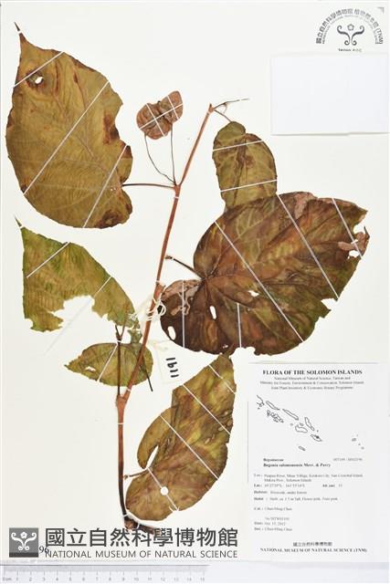 登錄號:BS02196藏品圖，第1張