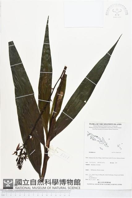 登錄號:BS05196藏品圖，第1張