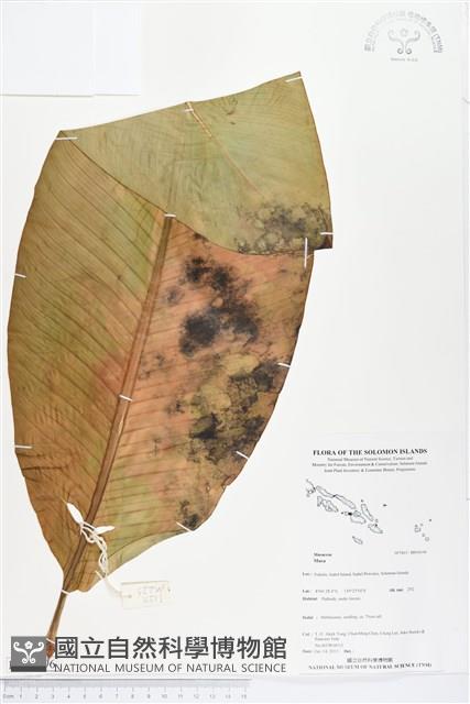 登錄號:BS04196藏品圖，第1張