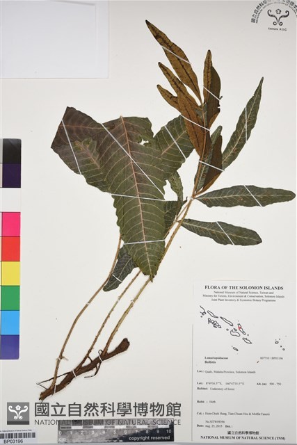 登錄號:BP03196藏品圖，第1張