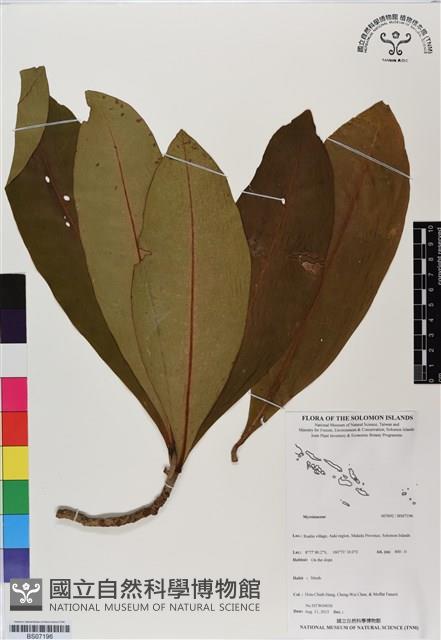 登錄號:BS07196藏品圖，第1張