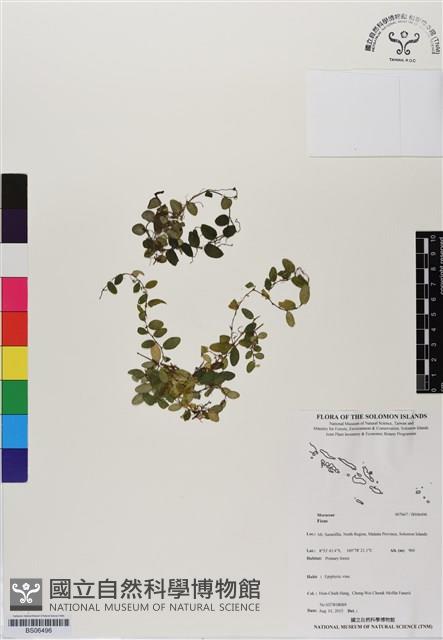 登錄號:BS06496藏品圖，第1張