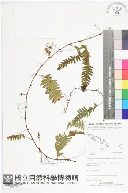 登錄號:BP02496藏品圖，第1張