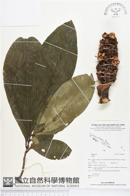 登錄號:BS02496藏品圖，第1張