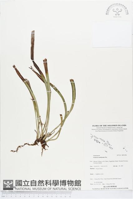 劍葉書帶蕨藏品圖，第1張