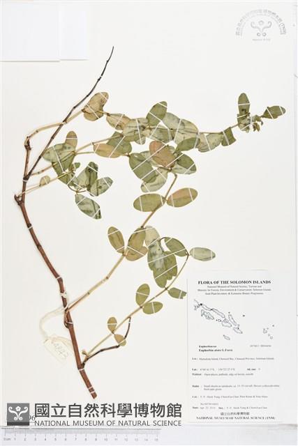 登錄號:BS04496藏品圖，第1張