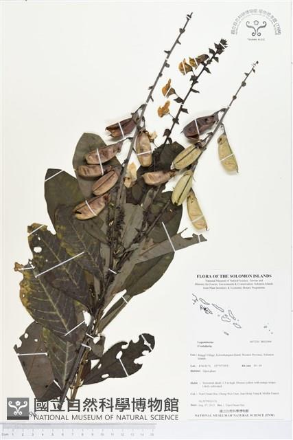 登錄號:BS03496藏品圖，第1張