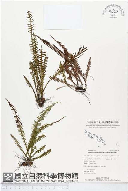 登錄號:BP00296藏品圖，第1張