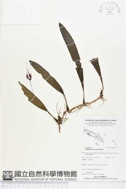 登錄號:BS04296藏品圖，第1張