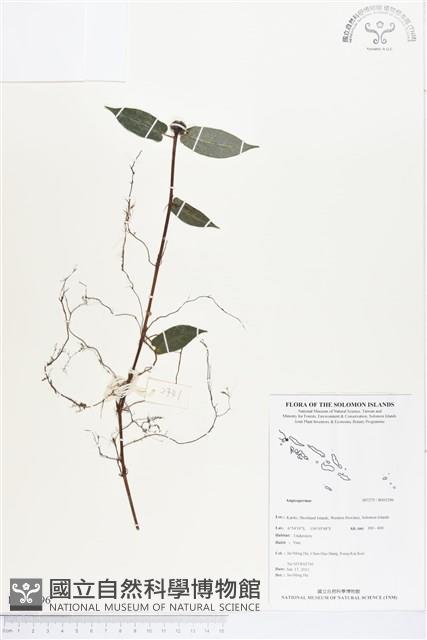 登錄號:BS03296藏品圖，第1張