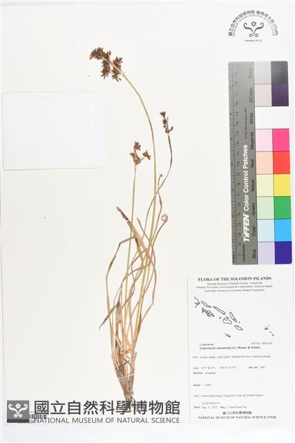 登錄號:BS07296藏品圖，第1張