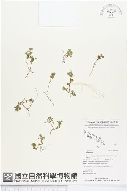 登錄號:BS02796藏品圖，第1張