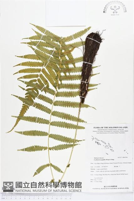 薄葉梳毛蕨、縮羽小毛蕨藏品圖，第1張