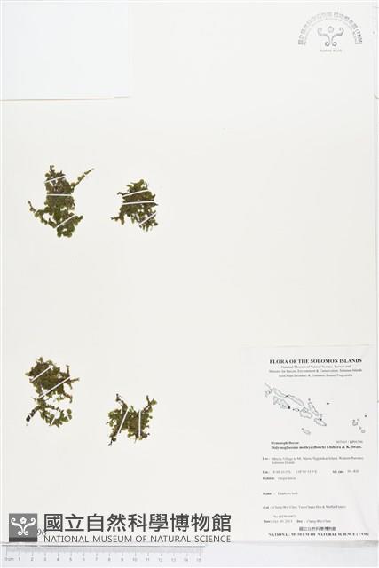 短柄單葉假脈蕨藏品圖，第1張