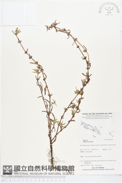 圓莖鈕釦草、粗毛鈕釦草藏品圖，第1張