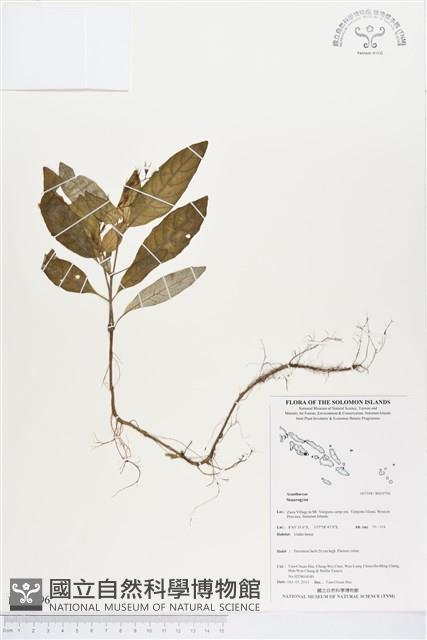 登錄號:BS03796藏品圖，第1張