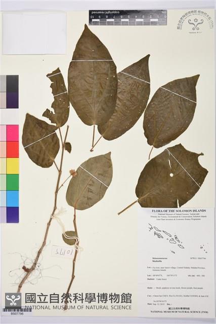 登錄號:BS07796藏品圖，第1張