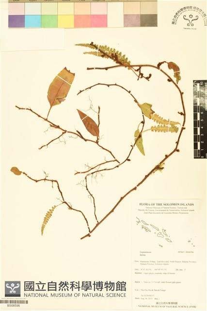 登錄號:BS06596藏品圖，第1張