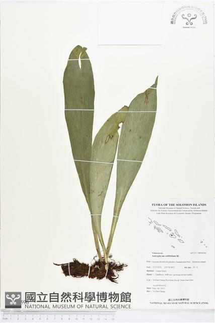 水芋葉車前、美葉車前蕨藏品圖，第1張